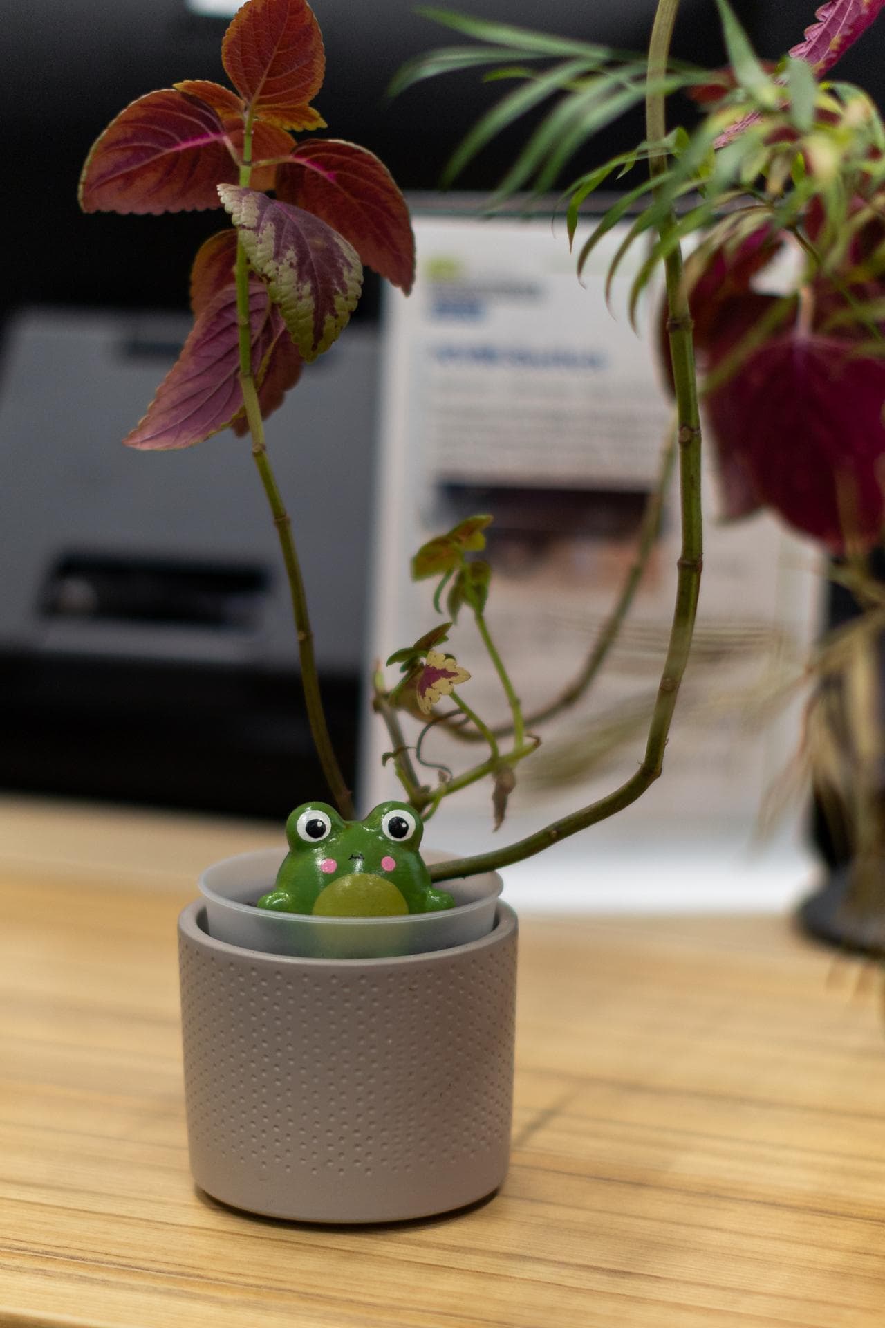 A green Sprooty frog sitting in a small ribbed grey pot on a desk, under a coleus.