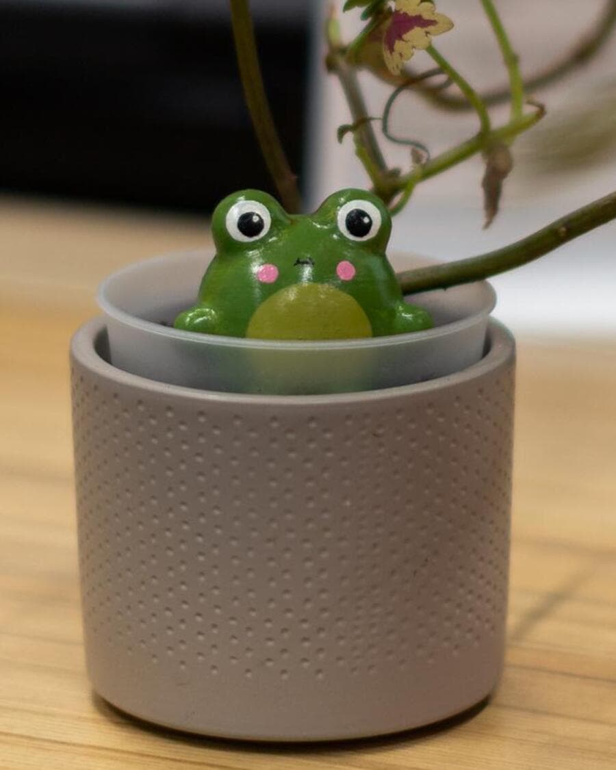 A green Sprooty frog in a small ribbed grey pot, under a coleus.